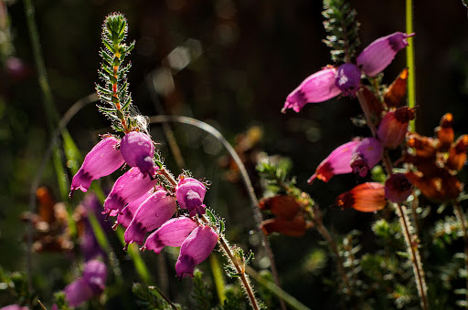 Erica ciliaris