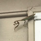 Chinese mantis