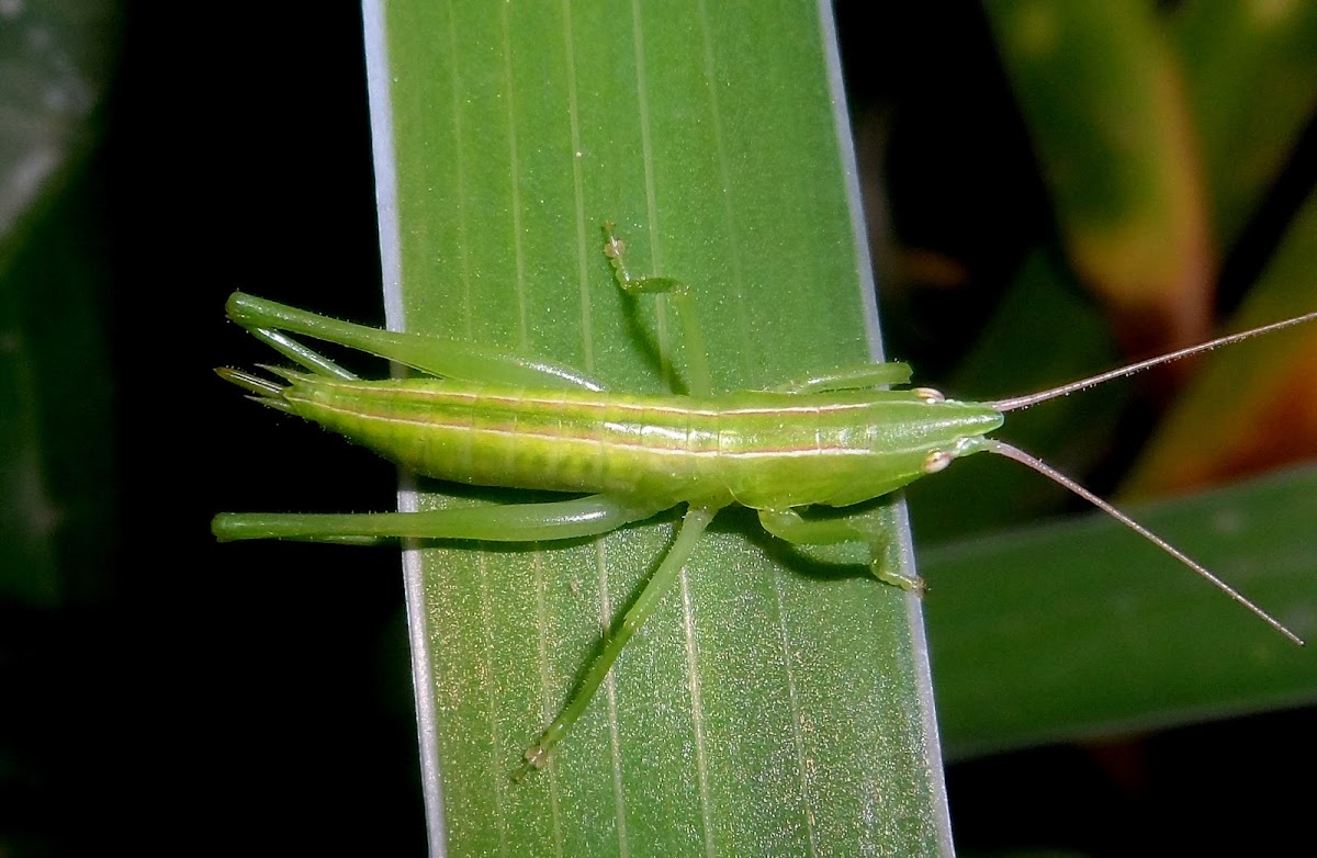 Katydid