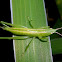 Katydid