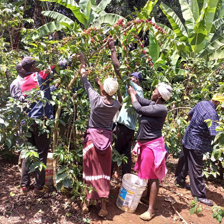 Coffee is a multibillion business but farmers rarely make ends meet.