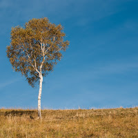 La betulla di 