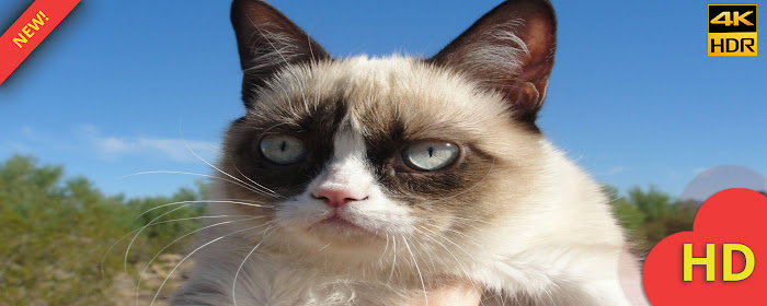 Grumpy Cat HD Wallpapers New Tab marquee promo image