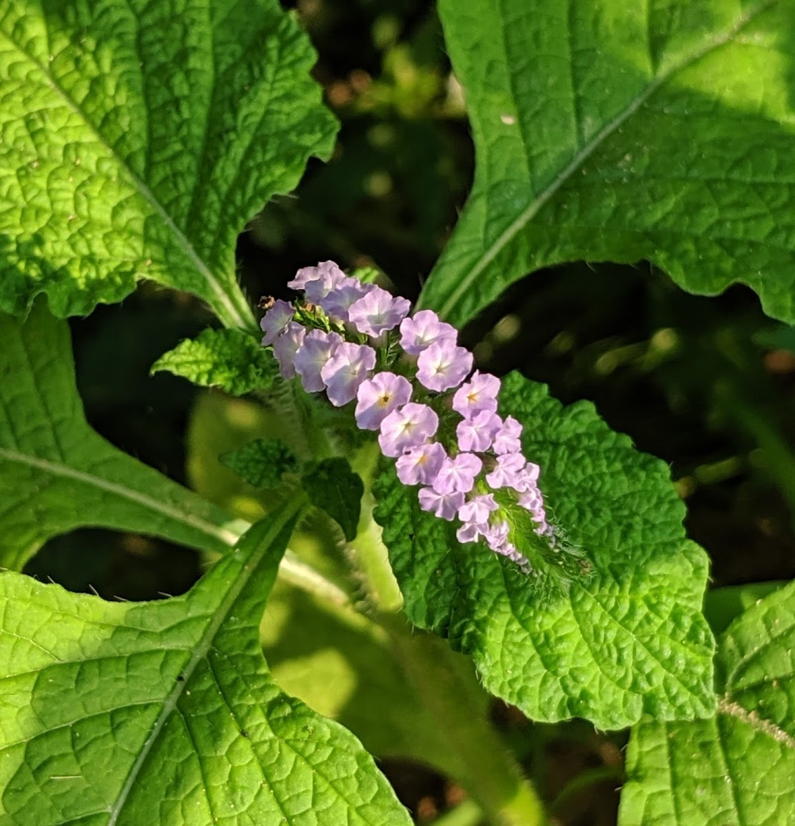 Indian Heliotrope