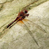 Red Rock Skimmer