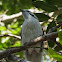 Striped Honeyeater