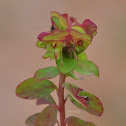 Petty Spurge, γαλατσίδα