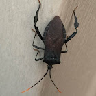 Leaf-Footed Bug