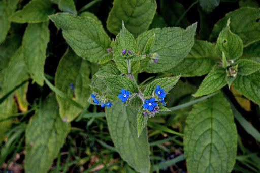 Anchusa Pentaglottis sempervirens