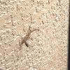 Brown Anole