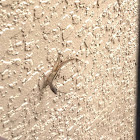 Brown Anole