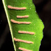 Hart's-tongue fern