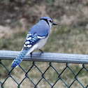 Blue Jay