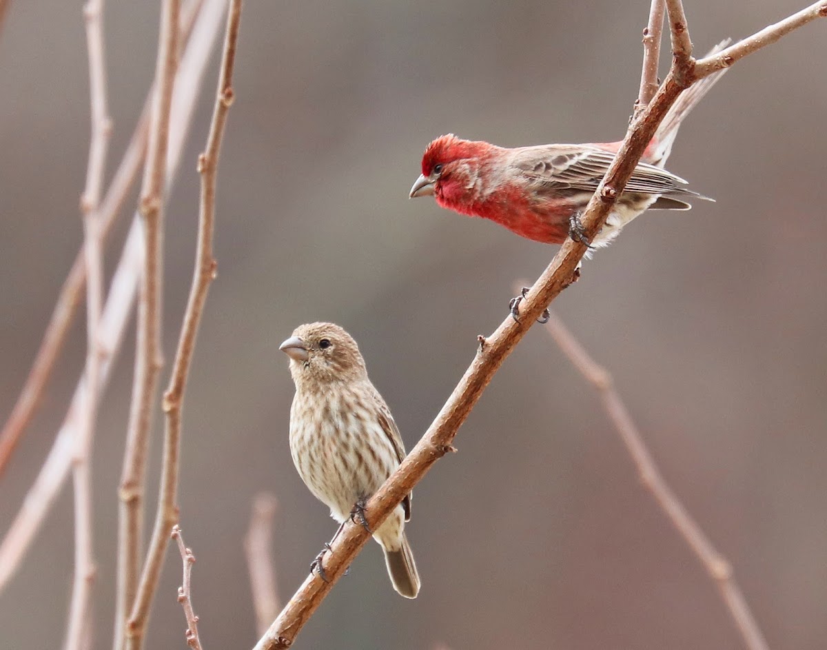 House Finches