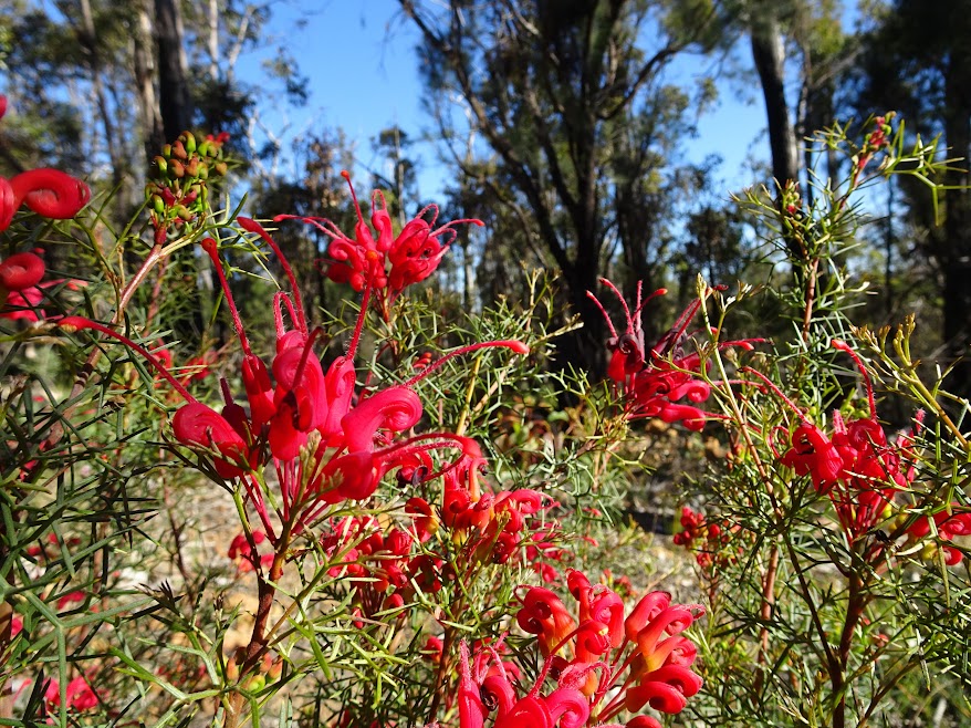 I told you, the flora is abundant