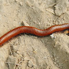 Desert Millipede