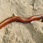 Desert Millipede