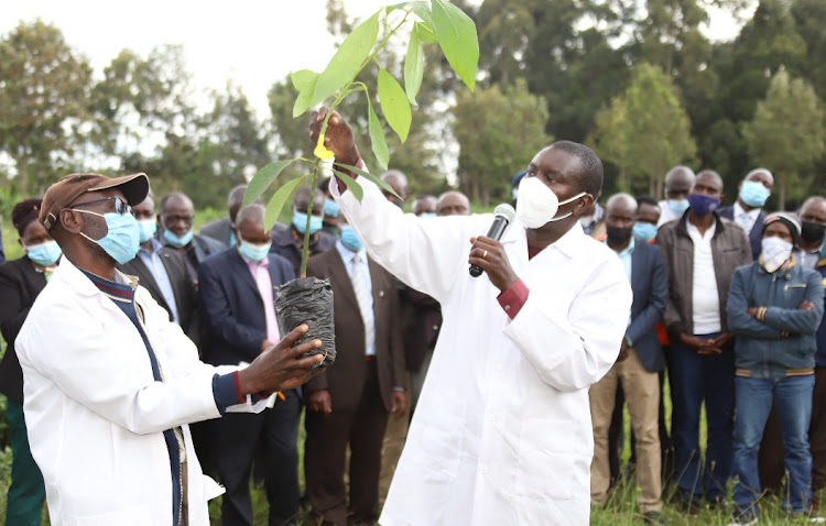 Governor Jackson Mandago (right) during distribution of avocado seedlings in Uasin Gishu on August 30, 2021