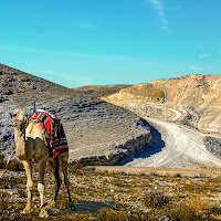 il deserto fiorirà uno sguardo dalla Terra Santa di 