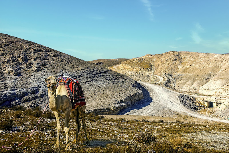 il deserto fiorirà uno sguardo dalla Terra Santa di lugiube