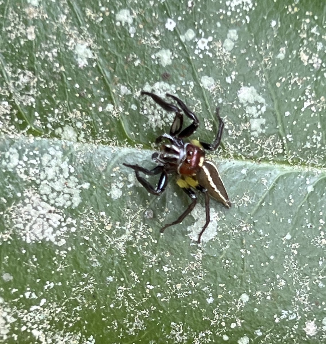 Sylvan Jumping Spider