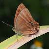 plum judy butterfly