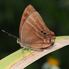 plum judy butterfly