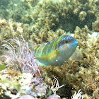 Ornate wrasse. Pez verde