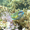 Ornate wrasse. Pez verde