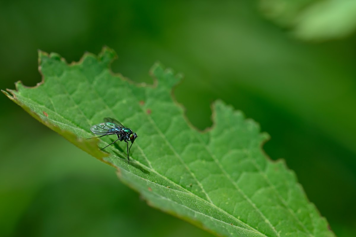 Long legged fly