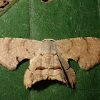 Moth