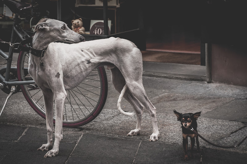 ... on the street di AmedeoJr Zullo