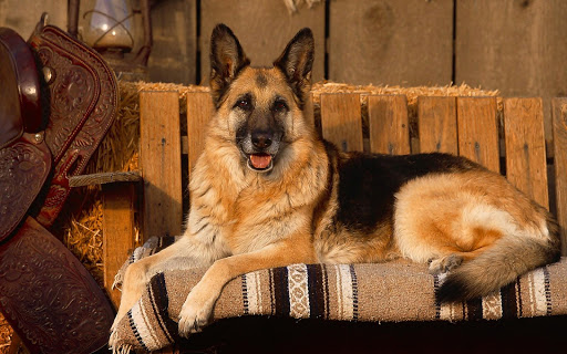 German Shepherd Live Wallpaper