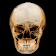 Dental Panoramic Radiology icon