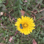 Blue Orchard Mason Bee