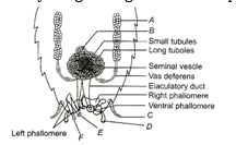 Anatomy