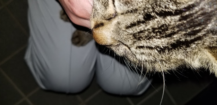 カムリのプレスライン・毎日遊びに来る野良猫☺️に関するカスタム事例の投稿画像6枚目