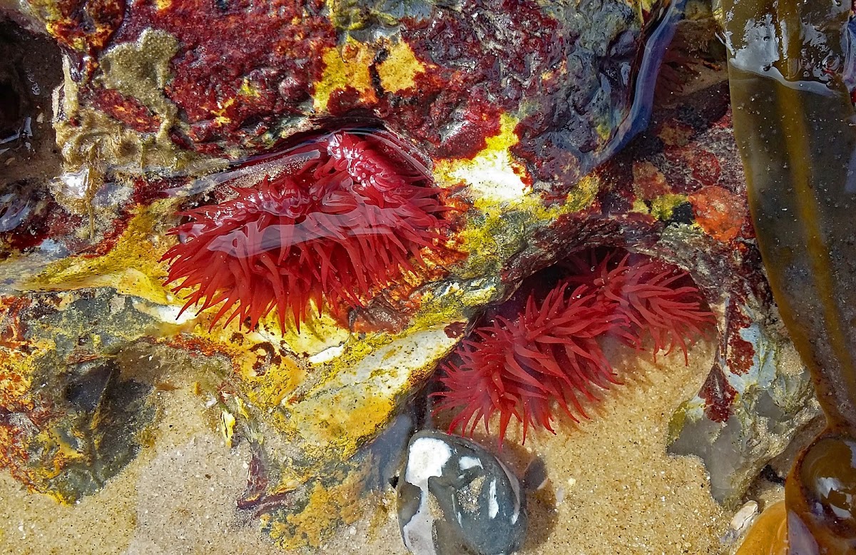 Beadlet Anemone