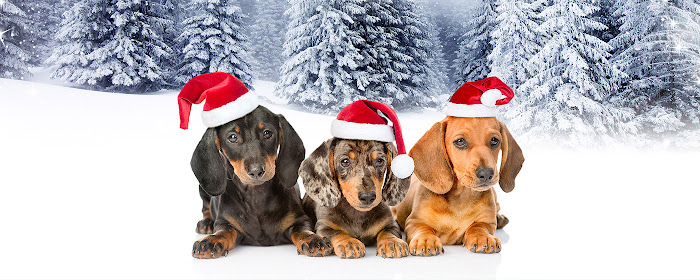 Dachshund puppy in the New Year marquee promo image