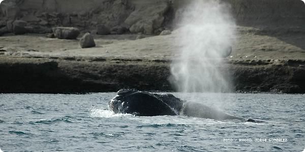 Ballena Franca Austral