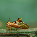 Wasp Mimicking Treehopper