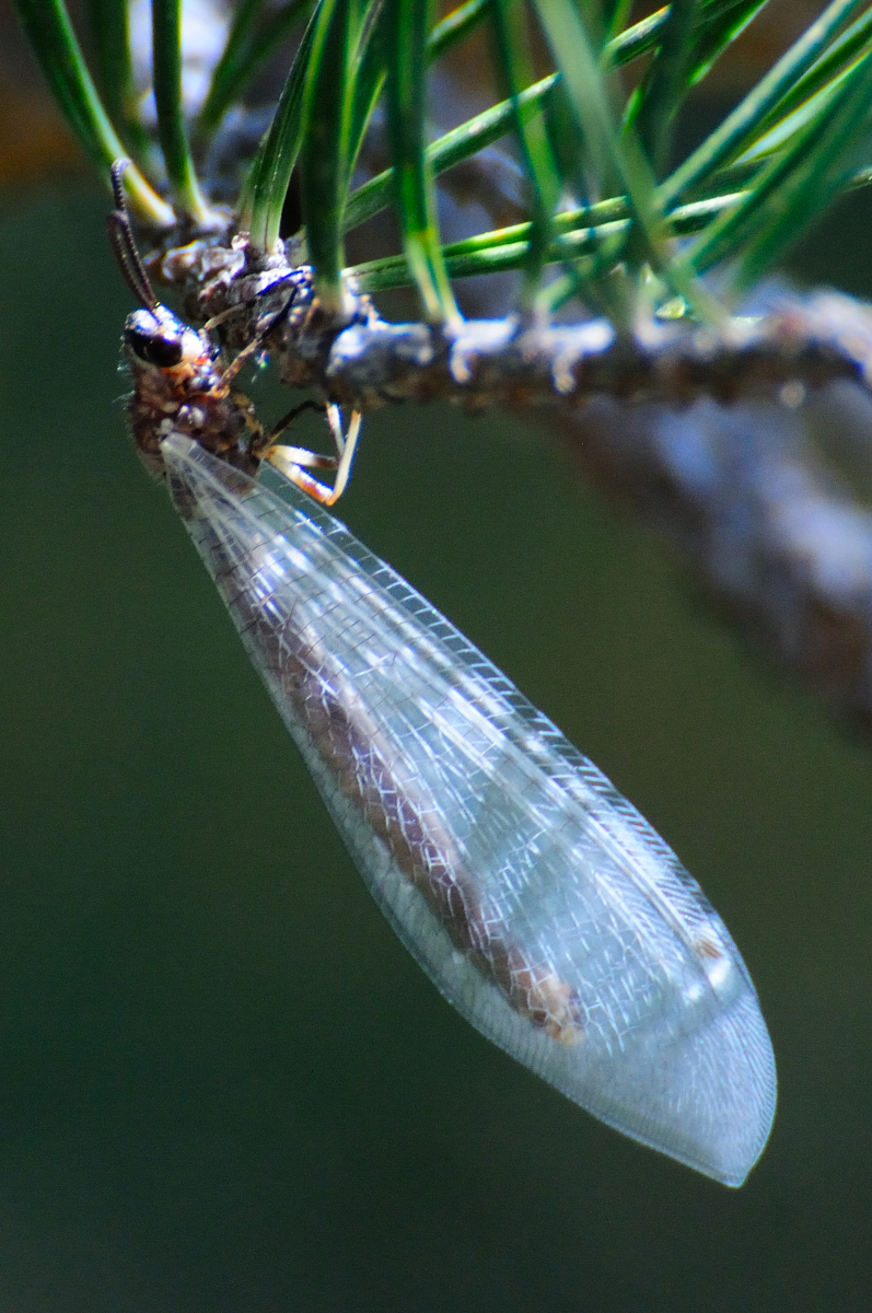 Ant-lion; Hormiga león