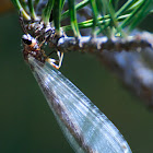 Ant-lion; Hormiga león