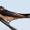 Barn Swallow; Golondrina Común