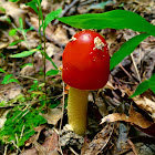 Jackson's Slender Caesar/American Caesar's Mushroom