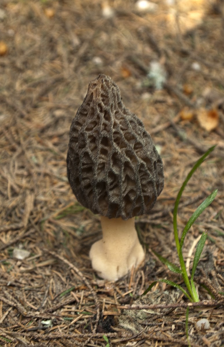 Black Morel