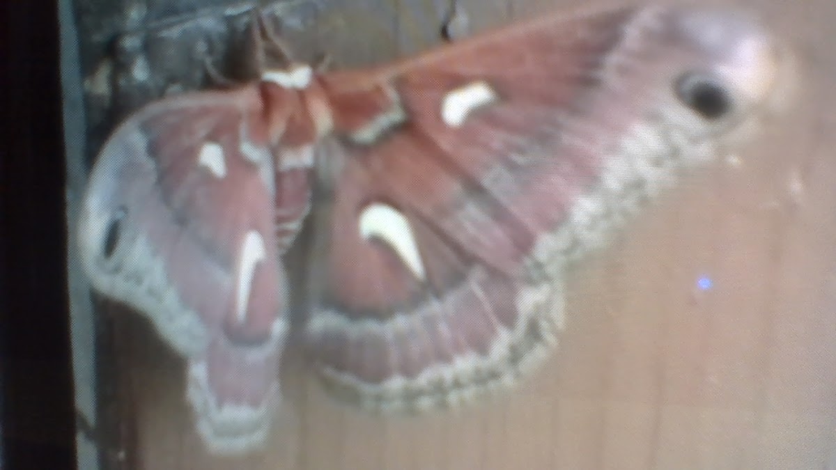 atlas moth