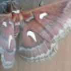 atlas moth