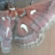 atlas moth