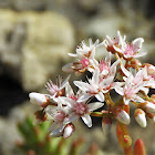 White Stonecrop